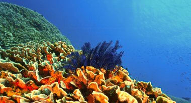 Underwater photo of a feather sea star. From a scuba dive in Bali, Indonesia, Asia. clipart