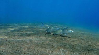 Volkanik siyah kum tabanında bir balığın sualtı fotoğrafı. Bali 'deki bir dalıştan..