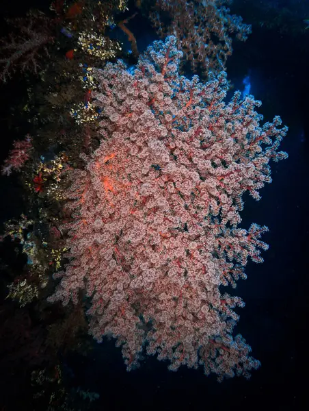 Renkli kırmızı yumuşak mercanların sualtı fotoğrafı. Bali, Endonezya, Asya 'daki bir dalıştan.. 