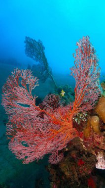 Underwater photo of beautiful and colorful Gorgonians, sea fan corals. From a scuba dive in Bali, Indonesia, Asia. clipart