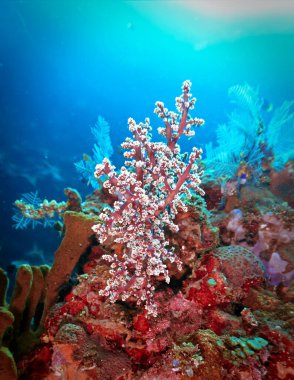 Kırmızı yumuşak mercanların sualtı fotoğrafçılığı. Bali, Endonezya, Asya 'daki bir dalıştan..