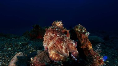 Sualtı fotoğrafçılığı, renkli ahtapotları yakın plan ve ön plana çıkar. İç tasarımın için sanat.