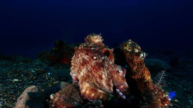 Sualtı fotoğrafçılığı, renkli ahtapotları yakın plan ve ön plana çıkar. İç tasarımın için sanat.