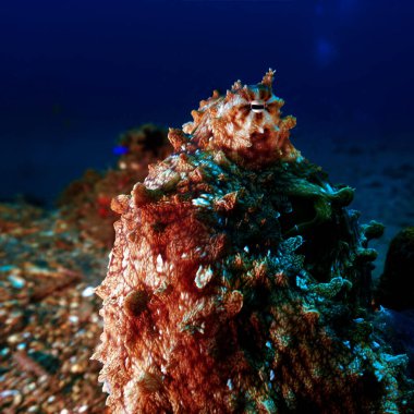 Suyun altında fotoğrafçılık ve kamuflaj içinde poz veren bir ahtapotun portresi. Bali 'deki bir tüplü dalıştan. Endonezya.