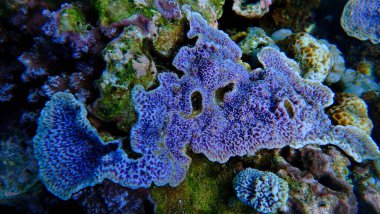 Renkli mercan resiflerindeki mercanların gün ışığı ışınlarındaki sualtı fotoğrafı. Bali 'deki bir tüplü dalıştan. Endonezya 'da. Asya