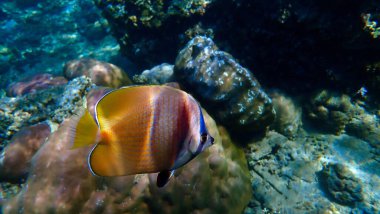 Mercan resifindeki renkli bir tropikal balığın sualtı fotoğrafı. Bali, Indoensia 'daki bir dalıştan..