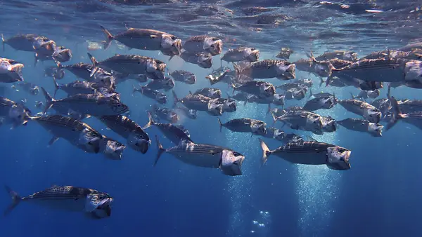 stock image Underwater photo of schooling Mackerel fish in the blue sea. From a scuba dive in Bali, Indonesia, Asia.