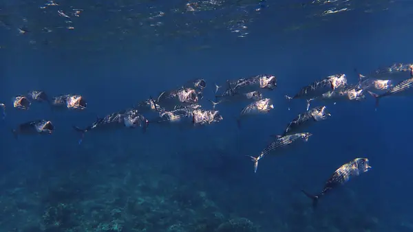 stock image Underwater photo of schooling Mackerel fish in the blue sea. From a scuba dive in Bali, Indonesia, Asia.