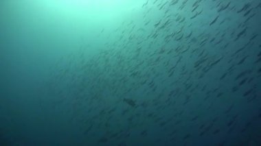 Derin mavi denizdeki balık sürüsünün sualtı videosu. Endonezya, Bali 'deki bir dalıştan.. 