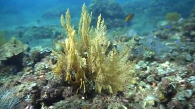 Cebir ve bitkiler okyanusta. Renkli cebirin sualtı videosu. Bali, Endonezya, Asya 'daki bir dalıştan..