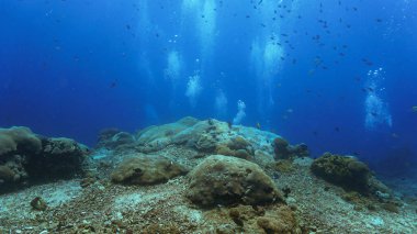 Mavi okyanustaki sualtı dünyası ve evren