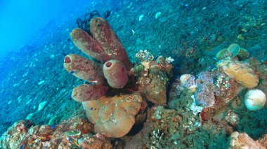 Mercan resiflerindeki güzel tüp süngerlerin sualtı fotoğrafı. Bali, Endonezya, Asya 'daki bir dalıştan..