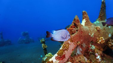 Mercan resifindeki renkli bir tropikal balığın sualtı fotoğrafı. Bali, Indoensia 'daki bir dalıştan..