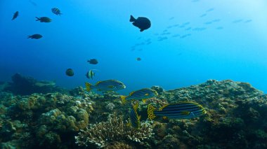 Tatlı Dudak 'ın mercan kayalıklarındaki sualtı fotoğrafı. Bali, Endonezya, Asya 'daki bir dalıştan..