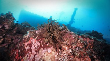 İkinci Dünya Savaşı 'ndan kalma USS Özgürlük gemisi enkazının sualtı fotoğrafı. Bali, Endonezya, Asya 'daki bir dalıştan.