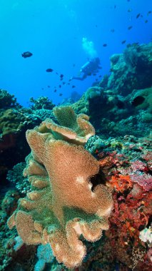 Güzel ve renkli yumuşak mercanların sualtı fotoğrafı. Bali, Endonezya, Asya 'daki bir dalıştan..