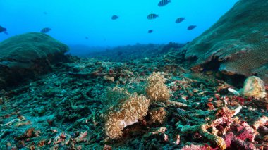 Underwater photo of beautiful and colorful soft corals. From a scuba dive in Bali, Indonesia, Asia. clipart