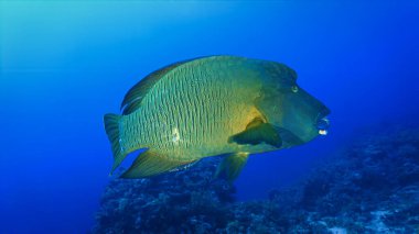 Suyun altında nesli tükenmekte olan Humphead Wrasse ve Papağan Balığı 'nın fotoğraflarını çek..