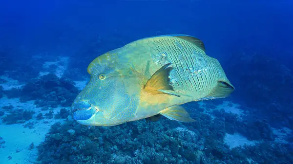 Suyun altında nesli tükenmekte olan Humphead Wrasse ve Papağan Balığı 'nın fotoğraflarını çek..