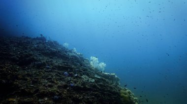 Güzel, yumuşak mercanların sualtı fotoğrafı. Kış kar tanelerine benziyor, Christmas. Tayland 'daki bir dalıştan..