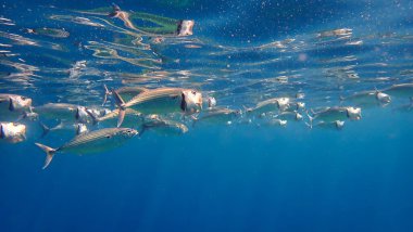 Underwater photo of schooling Mackerel fish in the blue sea. From a scuba dive in Bali, Indonesia, Asia. clipart