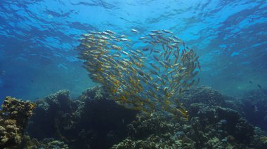 Artistic underwater photo of schools fish at coral reef. From a scuba dive in the Red Sea. Egypt.  clipart