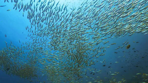 Derin mavi denizdeki balık sürüsünün sualtı fotoğrafı. Tayland 'daki Andaman Denizi' ndeki bir dalıştan..