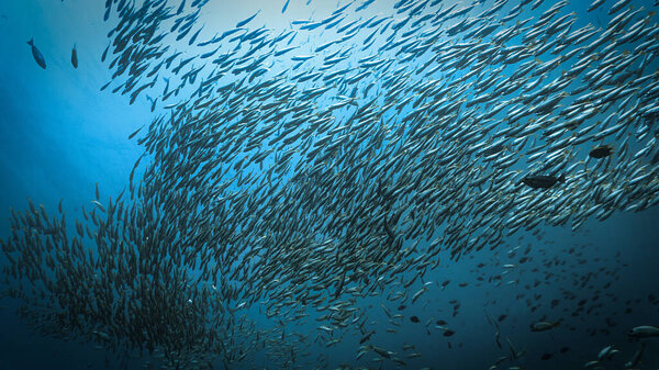Подводное фото школы мохнатых рыб в глубоком синем море. Из акваланга в Андаманском море в Таиланде.