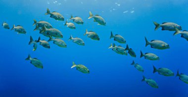 Sualtı sanatı - Mavi denizde balık okulları. Tüplü dalıştan. 