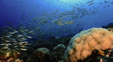 Sualtı fotoğrafı manzaralı bir mercan resifi manzarası. Tayland 'ın güneyindeki bir tüplü dalıştan. Andaman Denizi.