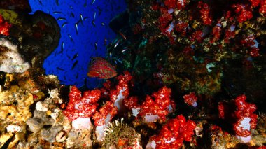 Kırmızı yumuşak mercanların ve mercan balığının sualtı fotoğrafı. Tayland 'daki bir tüplü dalıştan. Phi Phi Adaları.