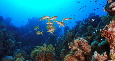 Güzel bir mercan resifi manzarası ve manzarasının sualtı fotoğrafı. Mısır 'ın güneyindeki Sudan sınırı yakınlarındaki bir dalıştan.. 