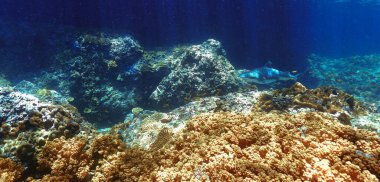 Underwater photo of Blacktip reef shark at coral reef in beautiful light. From a scuba dive in the Andaman sea in Thailand. clipart