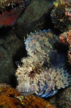 Su altı makro fotoğrafçılığı ve bir balığın yakın plan fotoğrafı. Tayland 'daki Andaman Denizi' ndeki bir dalıştan..