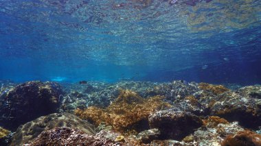 Blacktip resif köpekbalığının su altı fotoğrafı mercan resifinde güzel güneş ışınları altında. Tayland 'da Güney Andaman Denizi' ndeki bir dalıştan..