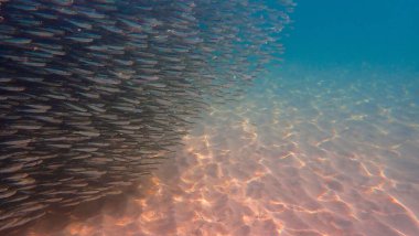 Küçük balıklar okulunun sualtı fotoğrafı. Beyaz kum tabanlı güzel bir ışık topu. Tayland 'daki Koh Mook adasında şnorkelle yüzmek.
