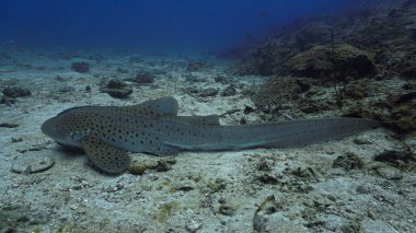 Leopar köpekbalığının ya da zebra köpekbalığının mercan resifteki sualtı fotoğrafı. Tayland 'da Andaman Denizi' ndeki bir dalıştan..