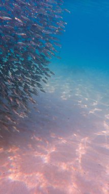 Küçük balıklar okulunun sualtı fotoğrafı. Beyaz kum tabanlı güzel bir ışık topu. Tayland 'daki Koh Mook adasında şnorkelle yüzmek.