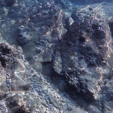 Şeritli bir deniz yılanının sualtı fotoğrafı, Krait mercan resifinde. Koh Mook, Tayland 'daki bir dalıştan..