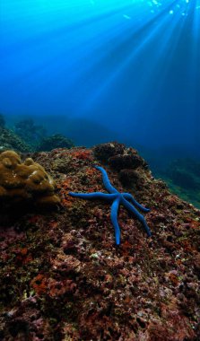 Mavi bir denizyıldızının ya da mercan resifindeki deniz yıldızının manzaralı fotoğrafı. Tayland 'ın güneyindeki bir tüplü dalıştan. Andaman Denizi.