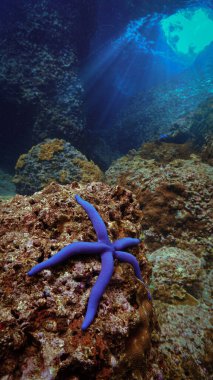 Mavi bir denizyıldızının ya da mercan resifindeki deniz yıldızının manzaralı fotoğrafı. Tayland 'ın güneyindeki bir tüplü dalıştan. Andaman Denizi.