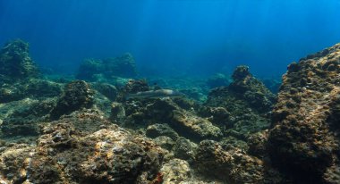 Sığ tropikal sularda sualtı fotoğrafçılığı. Güneş ışığında Blacktip resif köpekbalığı. Tayland 'daki Koh Lanta adası açıklarında.. 
