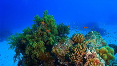 Bir mercan resifinin sualtı fotoğrafı, deniz yaşamı ve manzara manzarası. Mısır 'daki Kızıl Deniz' deki bir tüplü dalıştan. Afrika.