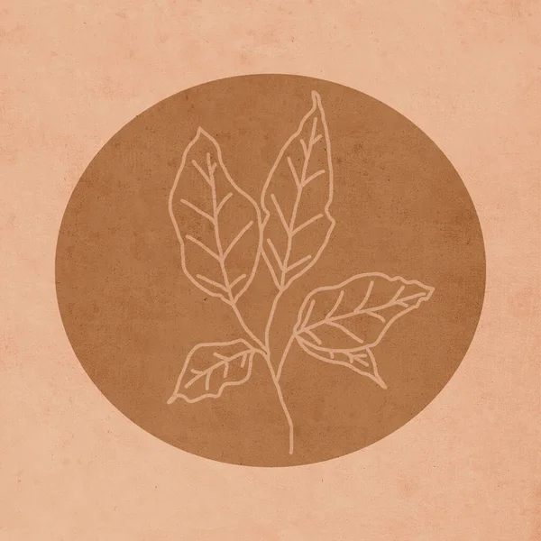 可打印的流行植物学卡片 用于封面 墙面艺术 棕色的老太婆 老太婆 — 图库照片
