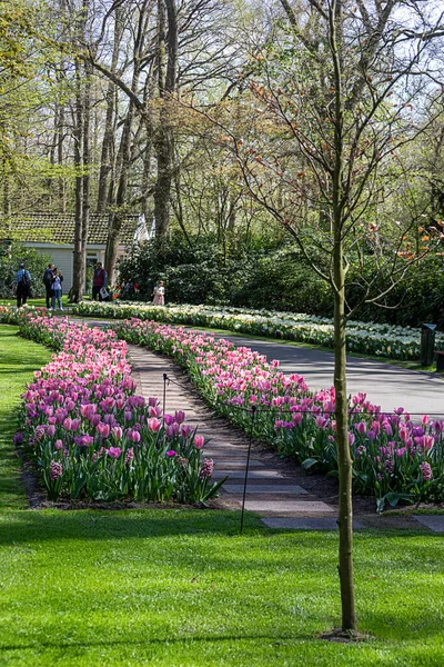 Nisan 2022 Lisse Hollanda Bahar Çiçeklerinin Açtığı Güzel Bir Halk — Stok fotoğraf
