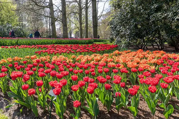 Апреля 2022 Лиссе Нидерланды Общественный Сад Цветущими Весенними Цветами Популярный — стоковое фото