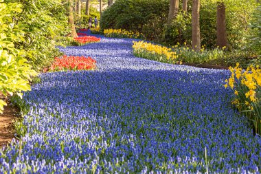 14 Nisan 2022 Lisse, Hollanda. Bahar çiçekleri açan güzel bir halk bahçesi. Popüler turizm sitesi.