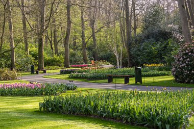 14 Nisan 2022 Lisse, Hollanda. Bahar çiçekleri açan güzel bir halk bahçesi. Popüler turizm sitesi.