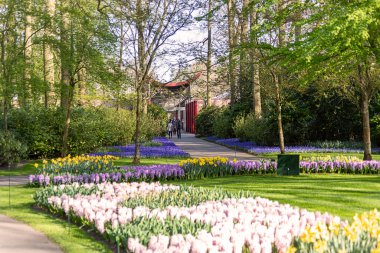 14 Nisan 2022 Lisse, Hollanda. Bahar çiçekleri açan güzel bir halk bahçesi. Popüler turizm sitesi.