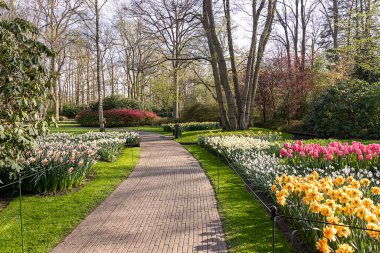14 Nisan 2022 Lisse, Hollanda. Bahar çiçeklerinin açtığı güzel bir halk bahçesi. Popüler turizm sitesi.